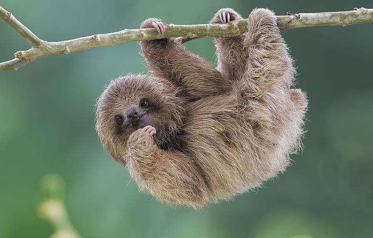 ナマケモノの生態