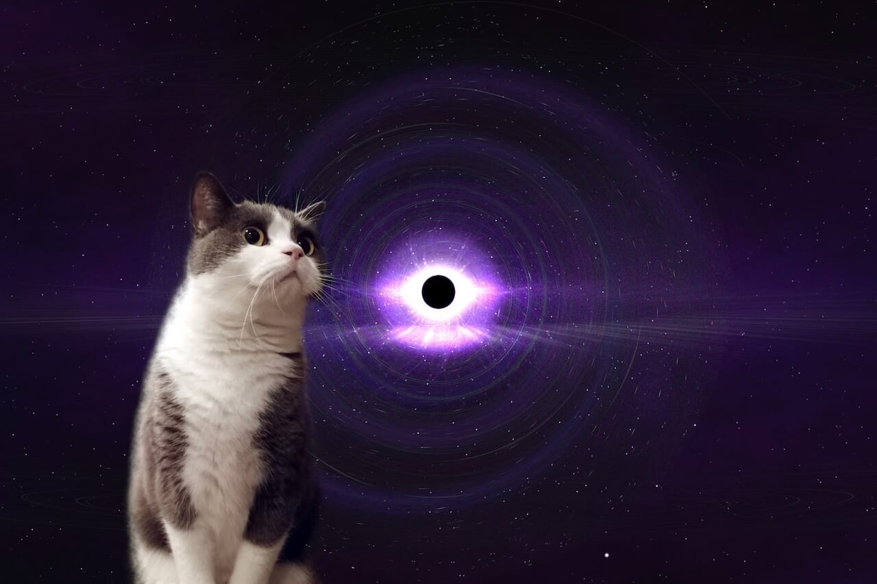 宇宙と猫が謎コラボ 宇宙猫 スペースキャット とは