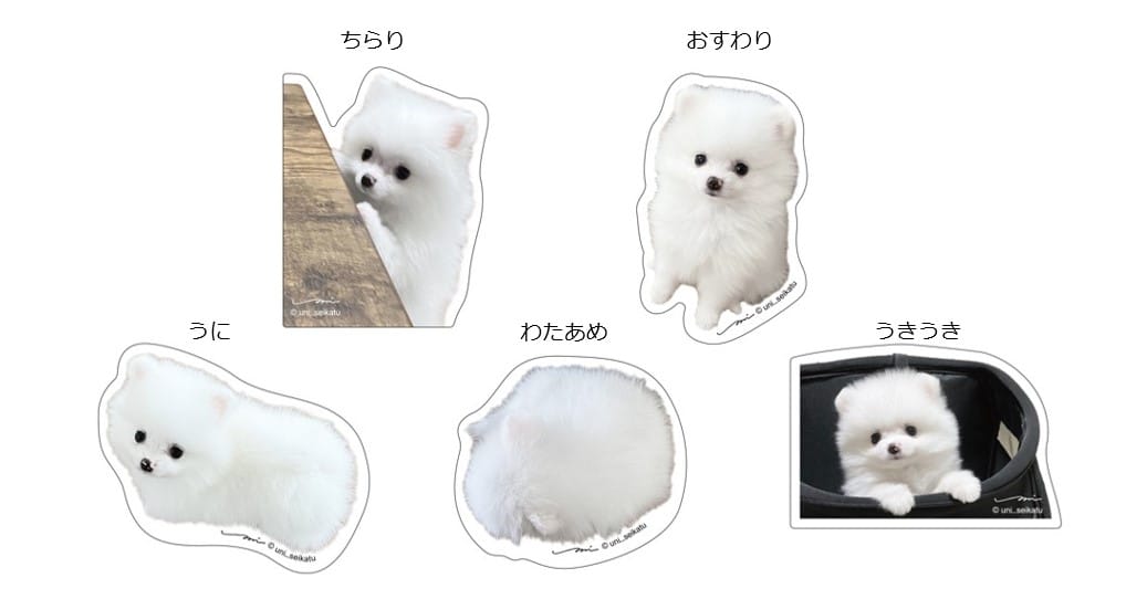 ポメのうに×ヴィレッジヴァンガード】～もふもふ、うにうに～